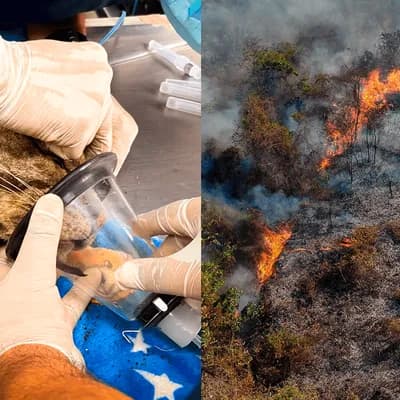 Animales silvestres afectados por los incendios en Tolima: así son atendidos por la coporación autónoma
