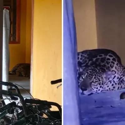 ¿Qué hacía un jaguar en biblioteca de la Universidad Nacional de Leticia? Lo que se sabe