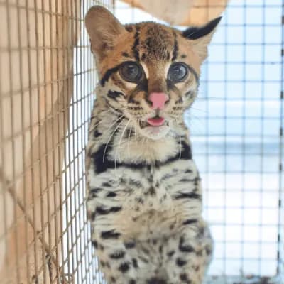 Rescatan a un ocelote víctima de tráfico ilegal que apareció en jardín infantil en Suba