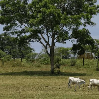 CORPADES denunció presuntas afectaciones a familias campesinas tras explosiones registradas en la vereda Malena, en Puerto López, Antioquia. Créditos: Colprensa