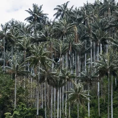 Colombia declaró el Santuario de Flora Palmares de Tochecito, el mayor refugio de palma de cera del mundo
