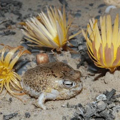 UICN actualiza su Lista Roja: más de 49.500 especies están en amenaza de extinción
