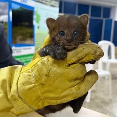Rescatan tres crías de yaguarundí en La Mesa, Cundinamarca: serán rehabilitadas y liberadas