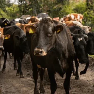 Ley de trazabilidad ganadera ya es una realidad: permitirá rastrear el origen de la carne y combatir la deforestación en Colombia