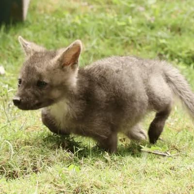 Rescatan en Huila a una cría de zorro que fue confundida con un cachorro de perro: será rehabilitada para regresar a su hábitat