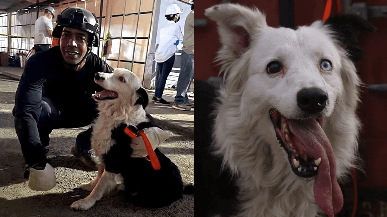 Tsunami integra una unidad canina que participa en la búsqueda de sobrevivientes tras los terremotos en Venezuela. Créditos: : Redes sociales / Equipos Caninos de intervención en desastres
