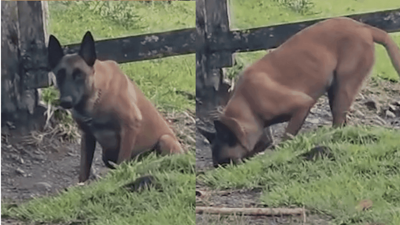 La historia de Xenú, el perro antiexplosivos que detectó una mina antipersonal cerca a un colegio en Ituango