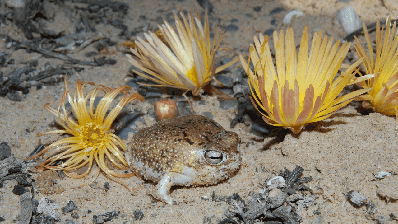 UICN actualiza su Lista Roja: más de 49.500 especies están en amenaza de extinción