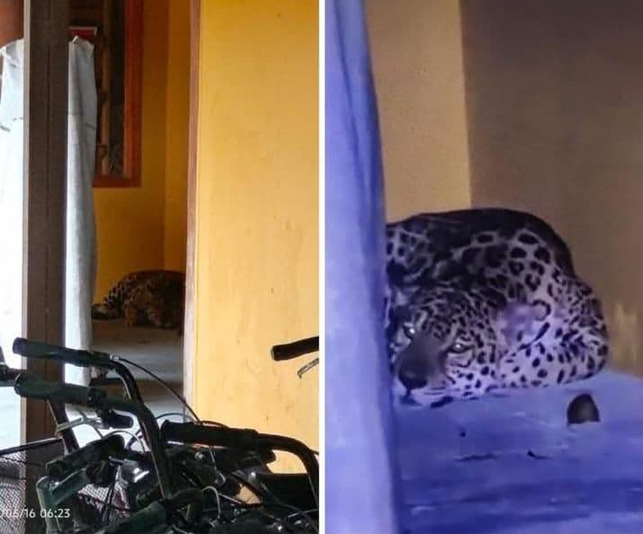 Buscan en Leticia al jaguar rescatado en la Universidad Nacional que escapó de Corpoamazonia. Créditos: Redes sociales Buscan en Leticia al jaguar rescatado en la Universidad Nacional que escapó de Corpoamazonia. Créditos: Redes sociales