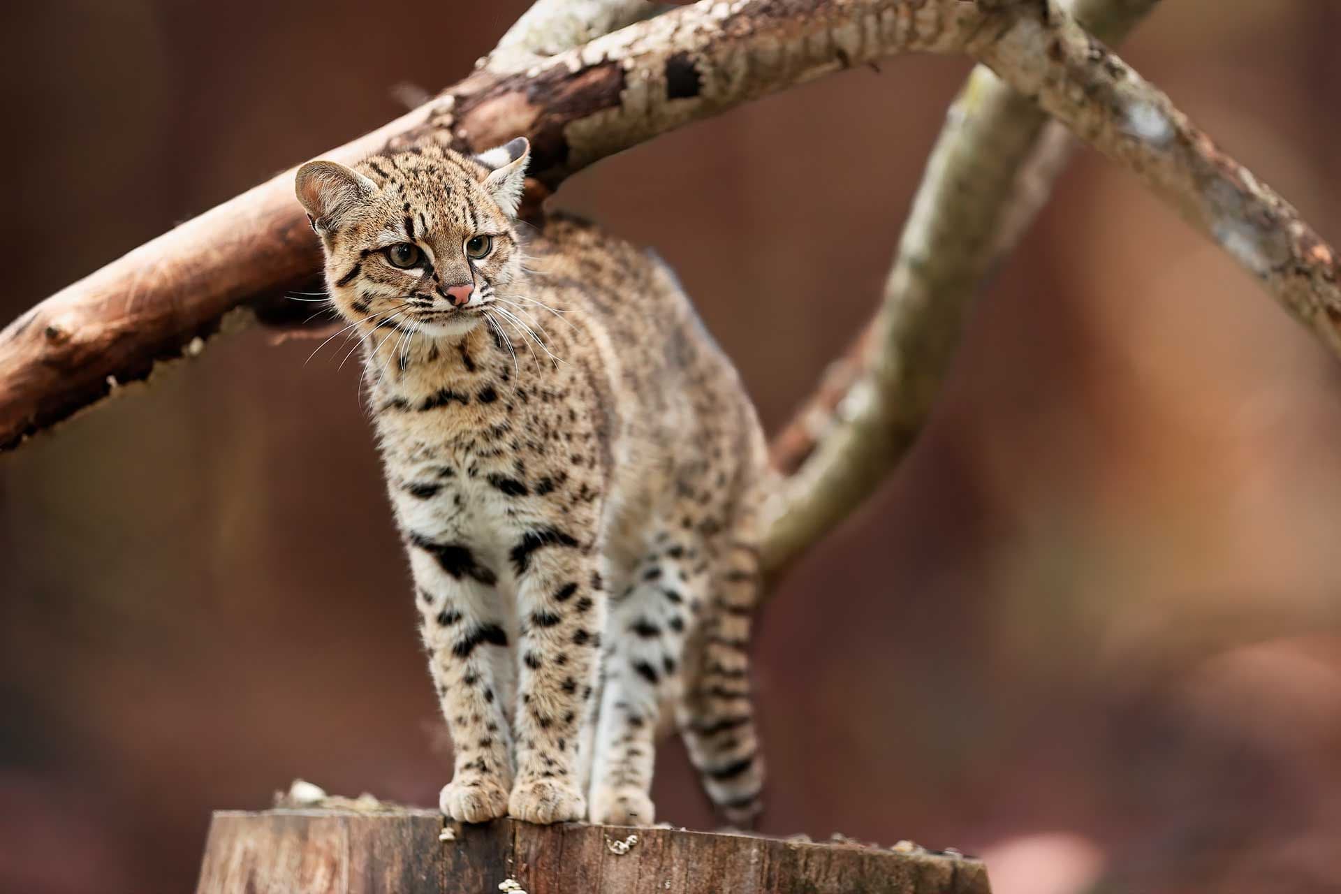 photologuephotos2023-07portada-nueva-especie-felino-colombiajpg photologuephotos2023-07portada-nueva-especie-felino-colombiajpg