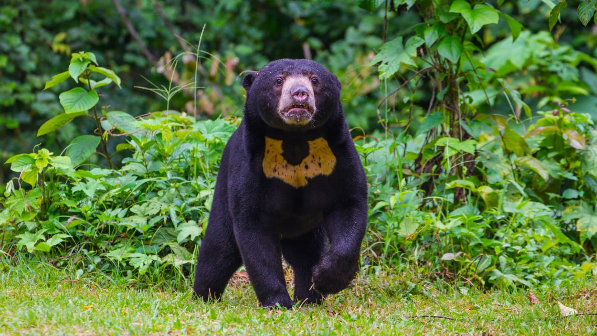 photologuephotos2023-08oso_de_malasiajpg photologuephotos2023-08oso_de_malasiajpg