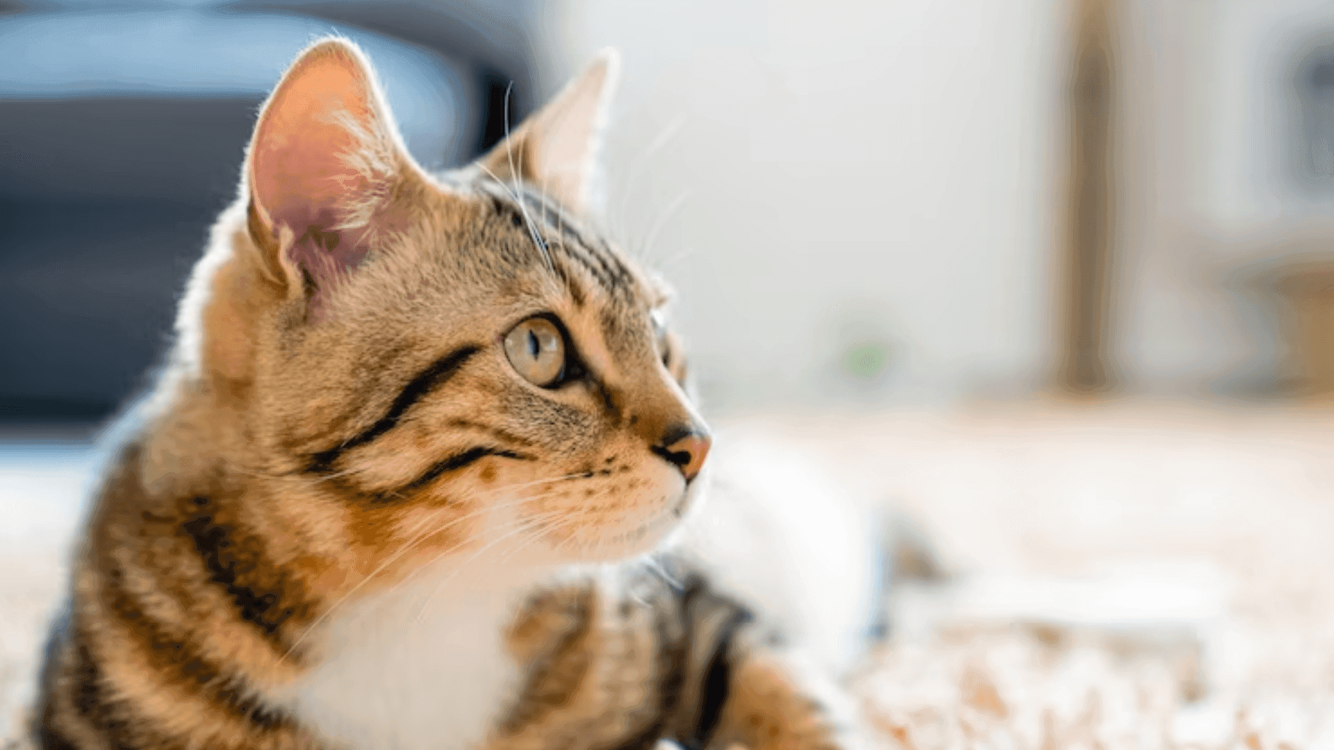 photologuephotos2023-08gato_1png photologuephotos2023-08gato_1png
