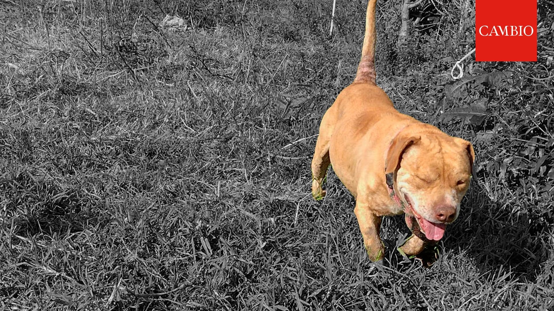 photologuephotos2023-01perro_th_1jpg photologuephotos2023-01perro_th_1jpg