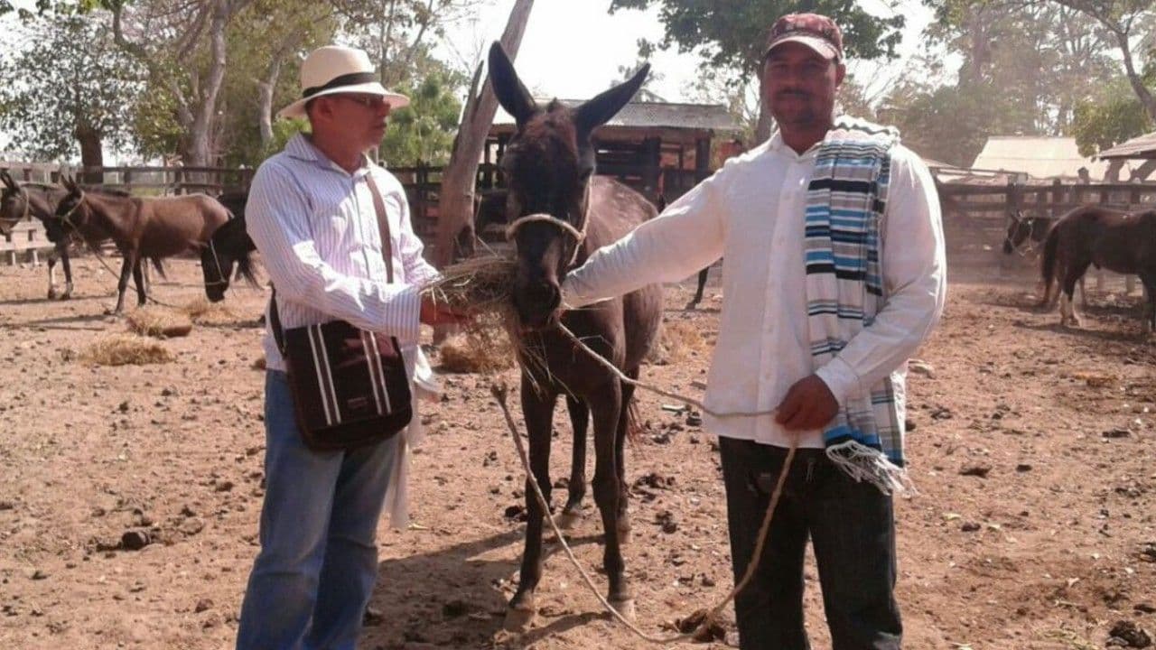 Mulas Mulas