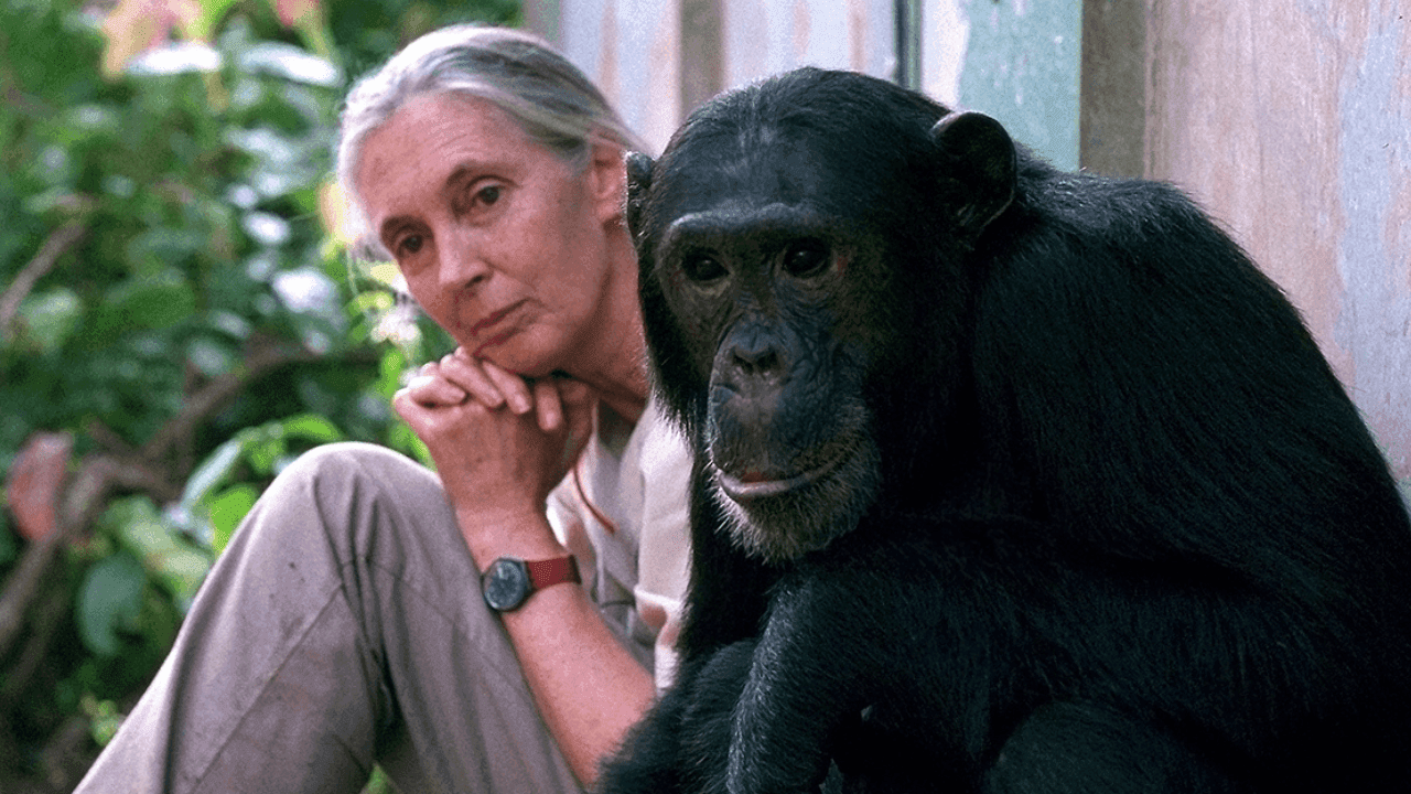 Jane Goodall1 Jane Goodall1