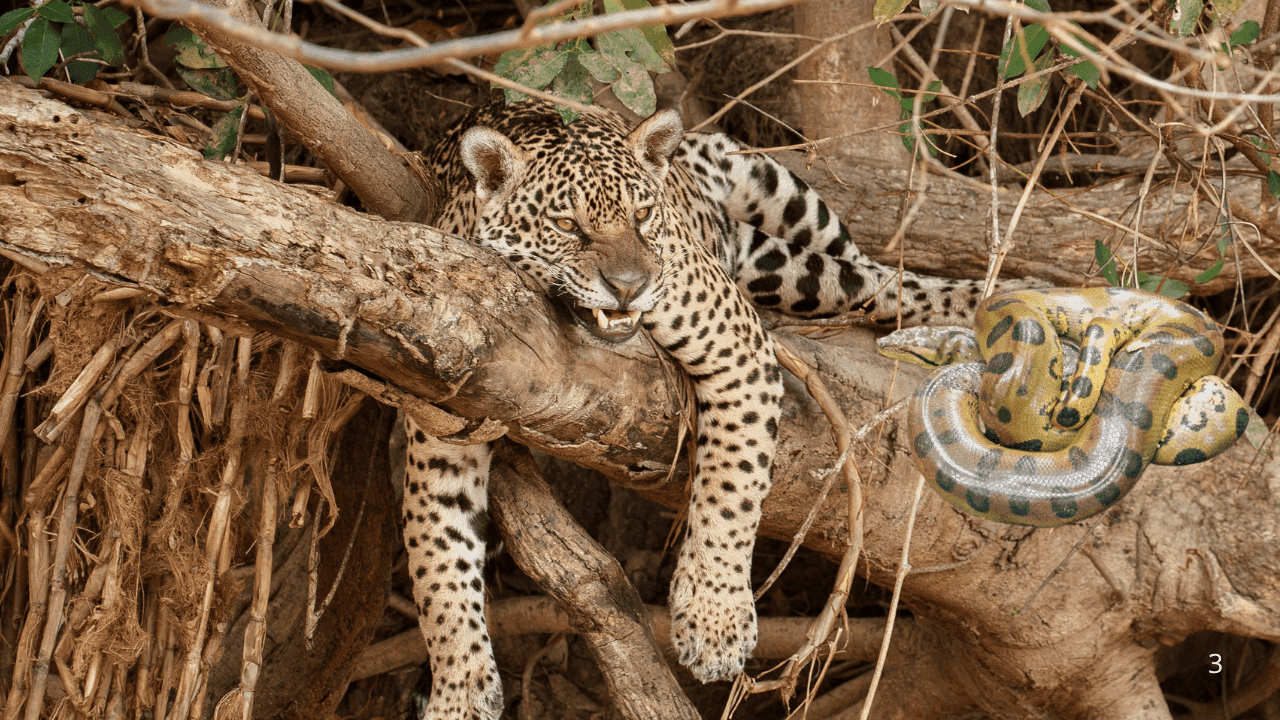 Imagen de referencia de un jaguar y una anaconda. Imagen de referencia de un jaguar y una anaconda.