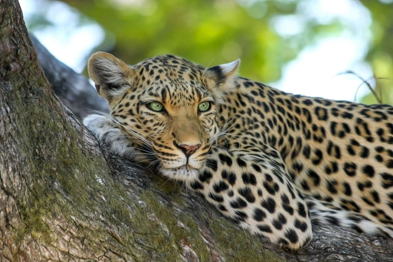 photologuephotos2023-02leopard-g44f35ca77_1280jpg photologuephotos2023-02leopard-g44f35ca77_1280jpg