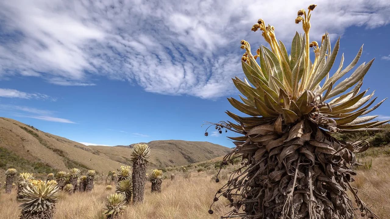 La biodiversidad es la mejor defensa contra el fenómeno de El Niño, pero su capacidad tiene límites: Instituto Humboldt La biodiversidad es la mejor defensa contra el fenómeno de El Niño, pero su capacidad tiene límites: Instituto Humboldt