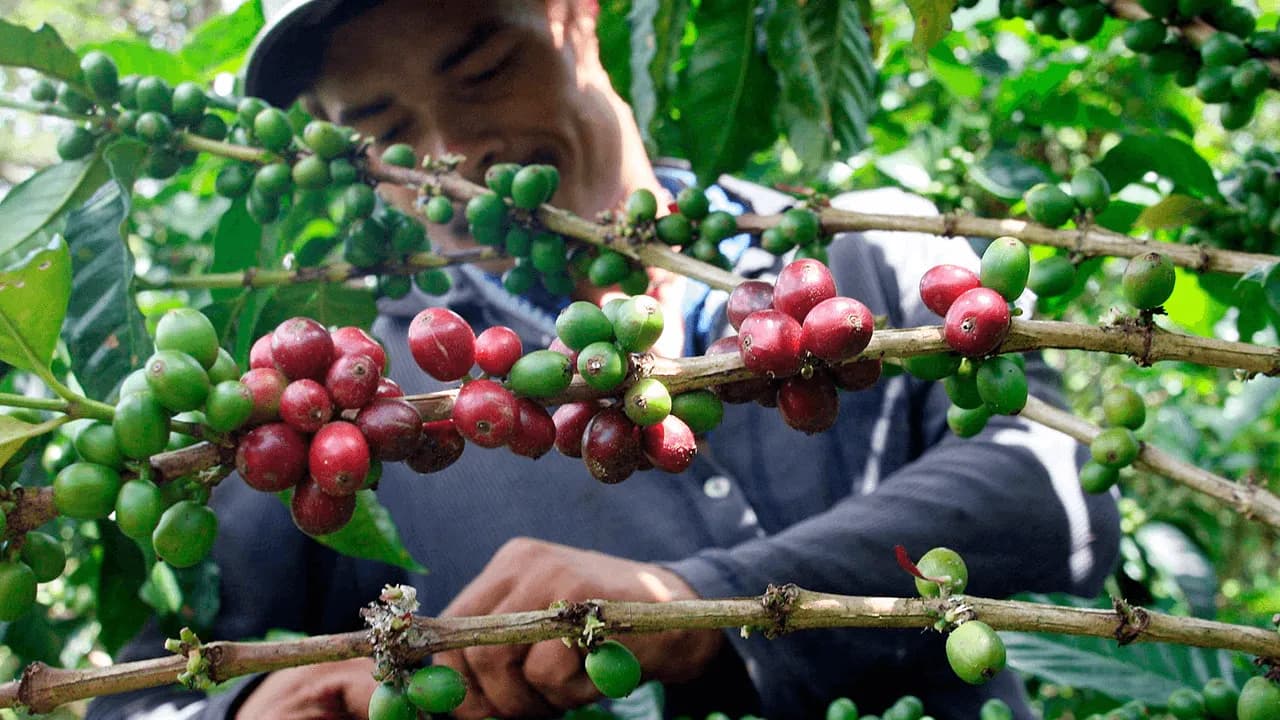 El curioso sistema electoral de los cafeteros: voto electrónico, mesas móviles y democracia gremial El curioso sistema electoral de los cafeteros: voto electrónico, mesas móviles y democracia gremial
