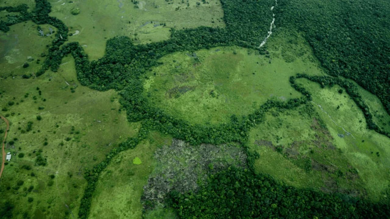 Ley de trazabilidad ganadera: lo que debe saber de la norma que busca detener la deforestación en Colombia Ley de trazabilidad ganadera: lo que debe saber de la norma que busca detener la deforestación en Colombia