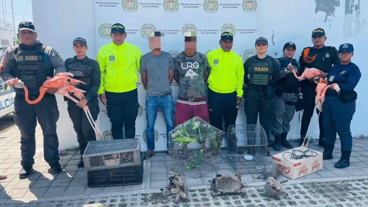 Policía desarticula red de tráfico de fauna en el Caribe: rescató más de 100 animales silvestres en peligro de extinción Policía desarticula red de tráfico de fauna en el Caribe: rescató más de 100 animales silvestres en peligro de extinción