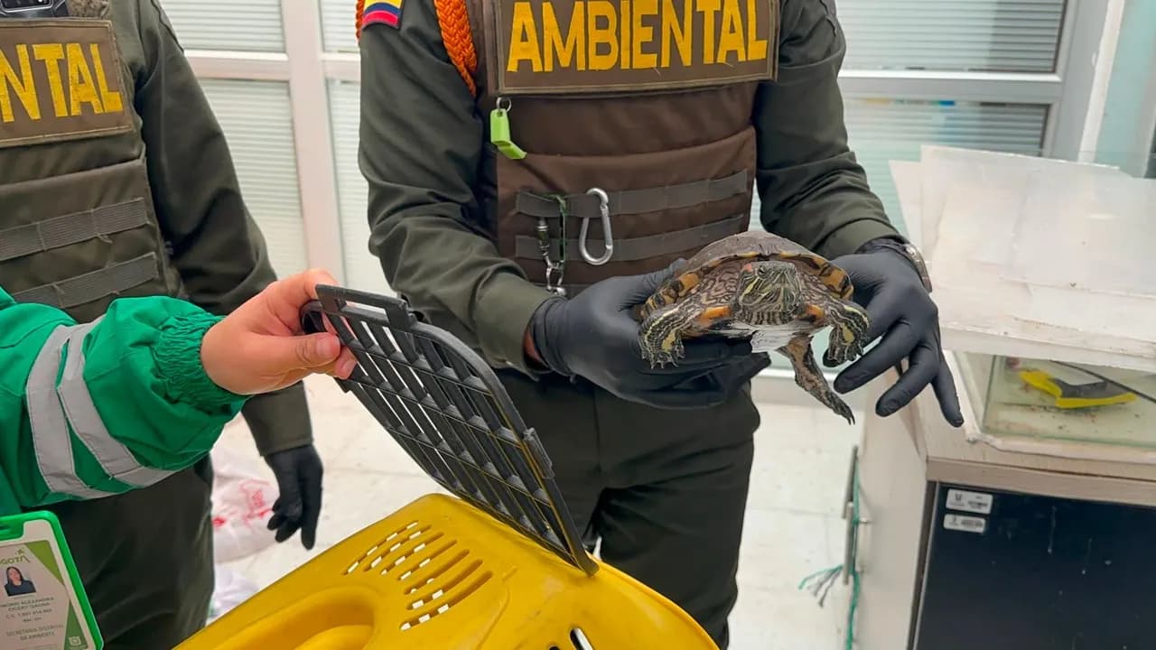 Hallan 23 animales silvestres en universidad en Bogotá: incautan 15 boas y 8 tortugas por irregularidades en su tenencia Hallan 23 animales silvestres en universidad en Bogotá: incautan 15 boas y 8 tortugas por irregularidades en su tenencia