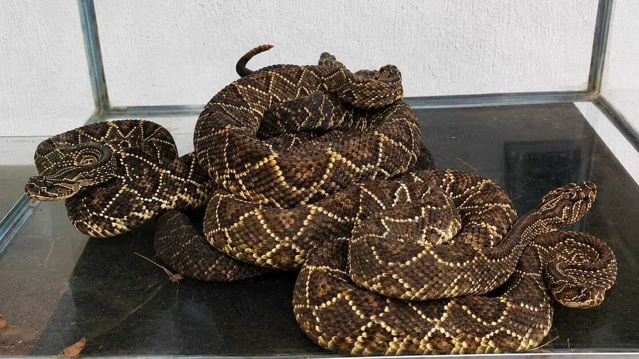 Serpientes cascabel eran usadas para fabricar supuesto tratamiento contra el cáncer Serpientes cascabel eran usadas para fabricar supuesto tratamiento contra el cáncer