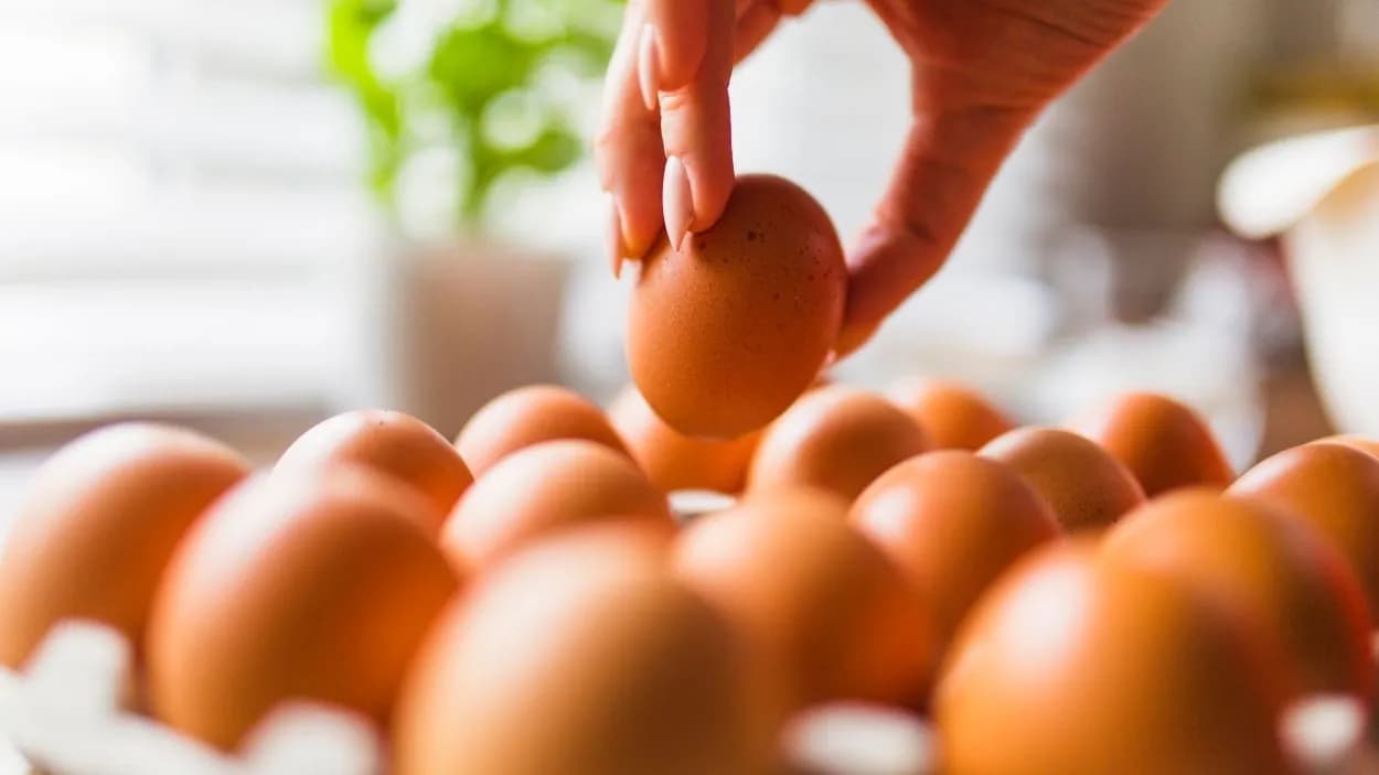 photologuephotos2024-01mano-cultivo-tomando-huevos-carton_1jpg photologuephotos2024-01mano-cultivo-tomando-huevos-carton_1jpg