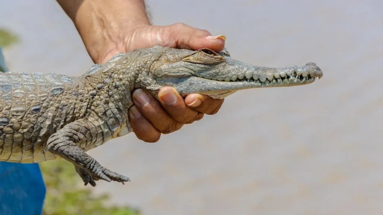 photologuephotos2025-03caiman_llanero_portadajpg photologuephotos2025-03caiman_llanero_portadajpg