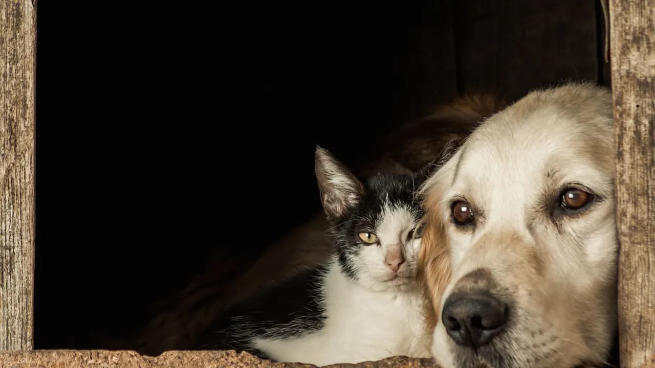 photologuephotos2023-05primer-plano-hocicos-lindo-perro-gato-sentado-mejilla-mejillajpg photologuephotos2023-05primer-plano-hocicos-lindo-perro-gato-sentado-mejilla-mejillajpg