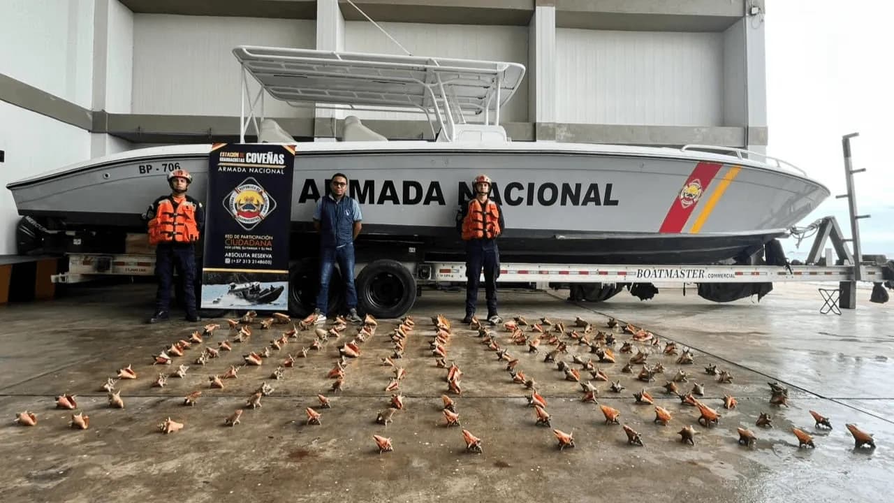 Armada incauta 151 caracoles pala en el Caribe: iban a ser comercializados pese a ser una especie protegida Armada incauta 151 caracoles pala en el Caribe: iban a ser comercializados pese a ser una especie protegida