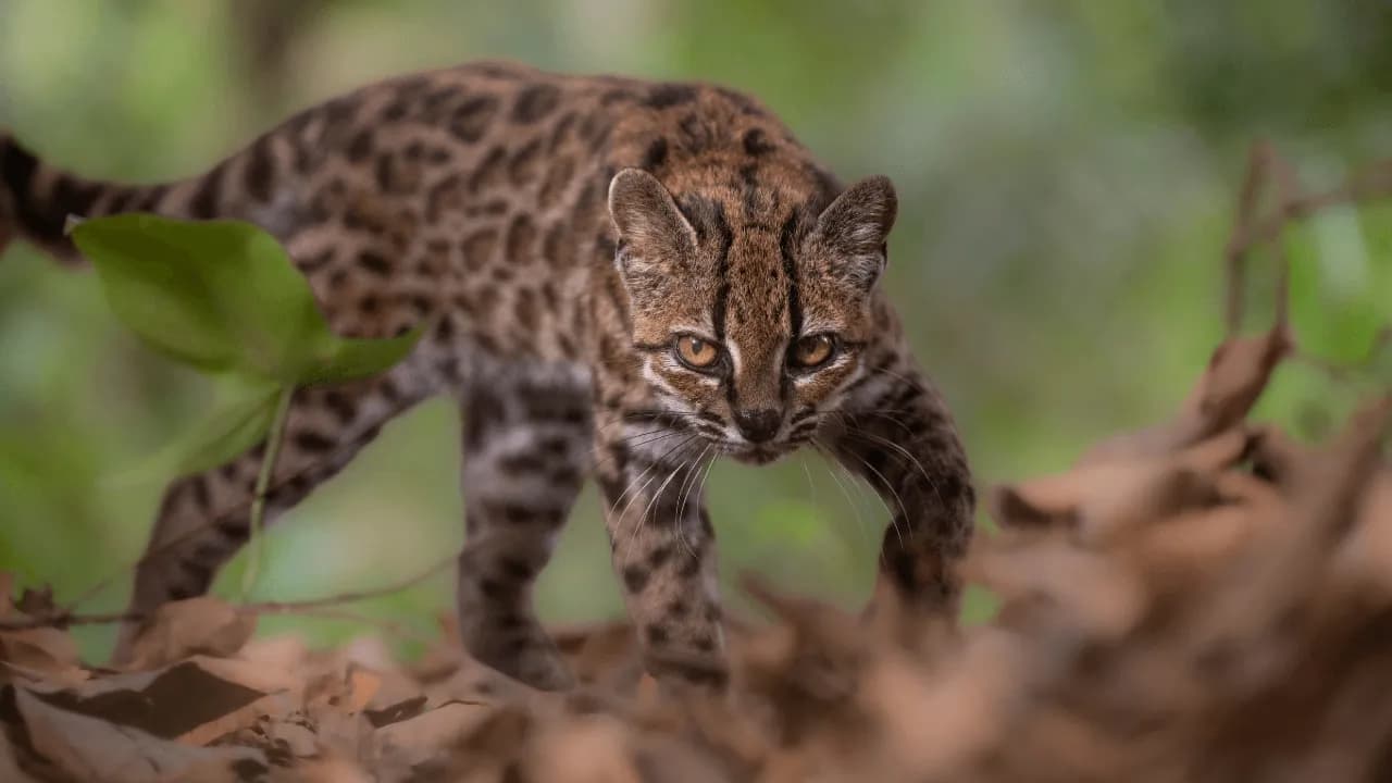 Un gato rescatado por accidente resultó ser un animal que la ciencia no conocía Un gato rescatado por accidente resultó ser un animal que la ciencia no conocía