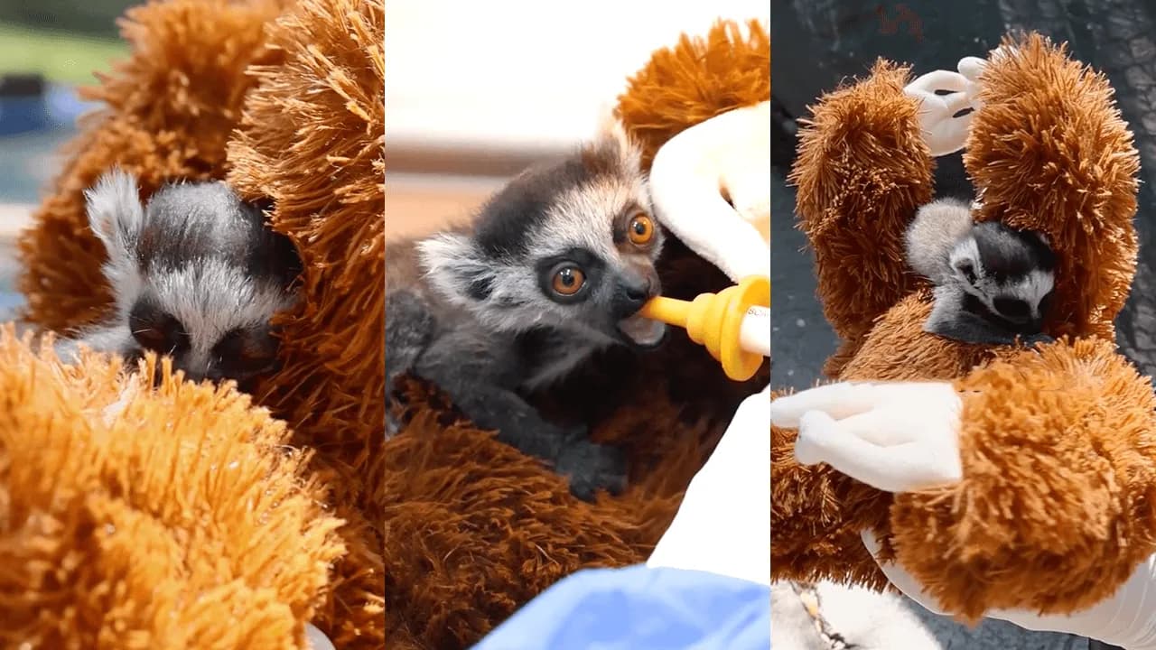 La historia de la cría de lémur que sobrevive aferrado a un peluche luego de ser rechazado por su madre La historia de la cría de lémur que sobrevive aferrado a un peluche luego de ser rechazado por su madre