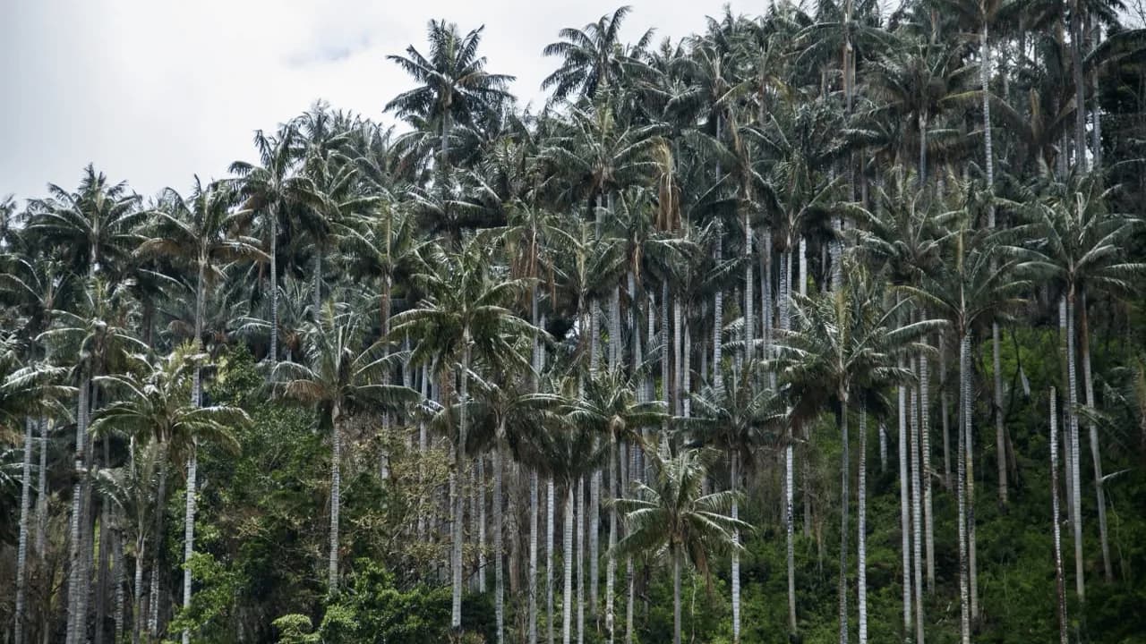 Colombia declaró el Santuario de Flora Palmares de Tochecito, el mayor refugio de palma de cera del mundo Colombia declaró el Santuario de Flora Palmares de Tochecito, el mayor refugio de palma de cera del mundo
