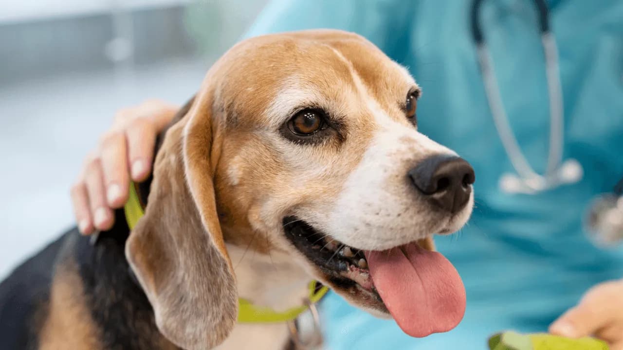 Estudio revela cómo los perros de terapia podrían ayudar en la recuperación tras un ACV Estudio revela cómo los perros de terapia podrían ayudar en la recuperación tras un ACV