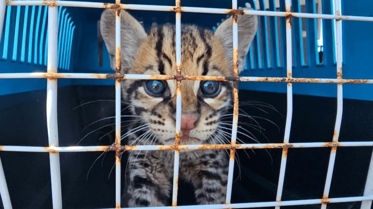 Así fue el rescate de un tigrillo que era mantenido como mascota en el Vichada Así fue el rescate de un tigrillo que era mantenido como mascota en el Vichada