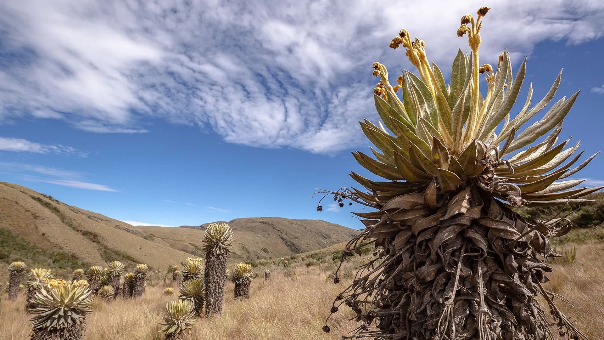 La biodiversidad es la mejor defensa contra el fenómeno de El Niño, pero su capacidad tiene límites: Instituto Humboldt La biodiversidad es la mejor defensa contra el fenómeno de El Niño, pero su capacidad tiene límites: Instituto Humboldt