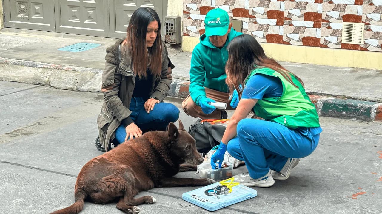 ¿Encontró un animal de calle herido? Así funciona la Línea 123 para atender emergencias veterinarias en Bogotá ¿Encontró un animal de calle herido? Así funciona la Línea 123 para atender emergencias veterinarias en Bogotá