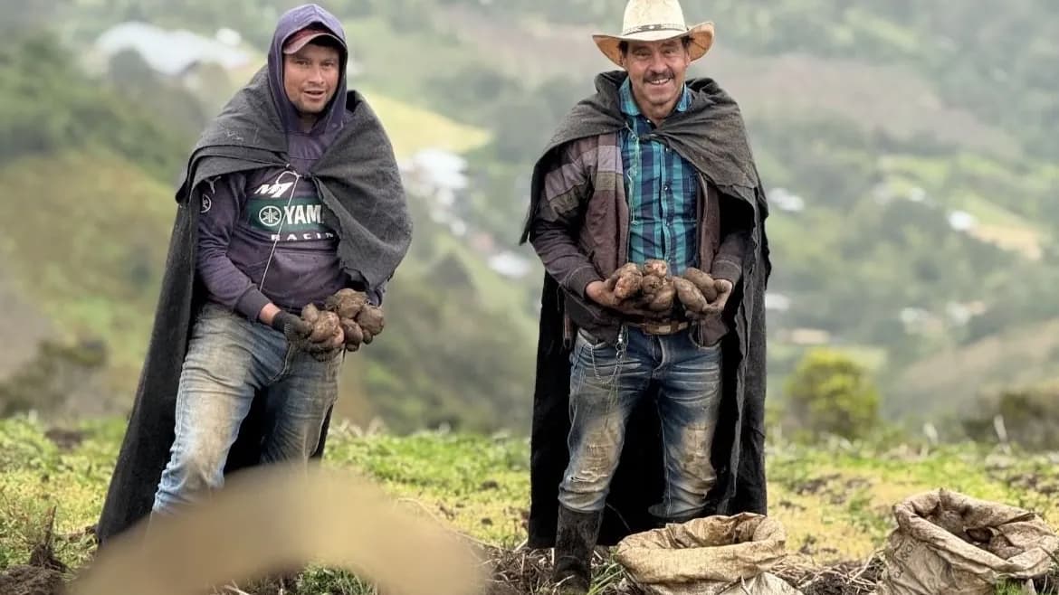 Norte de Santander siembra futuro: la ofensiva que busca garantizar el derecho a la alimentación Norte de Santander siembra futuro: la ofensiva que busca garantizar el derecho a la alimentación
