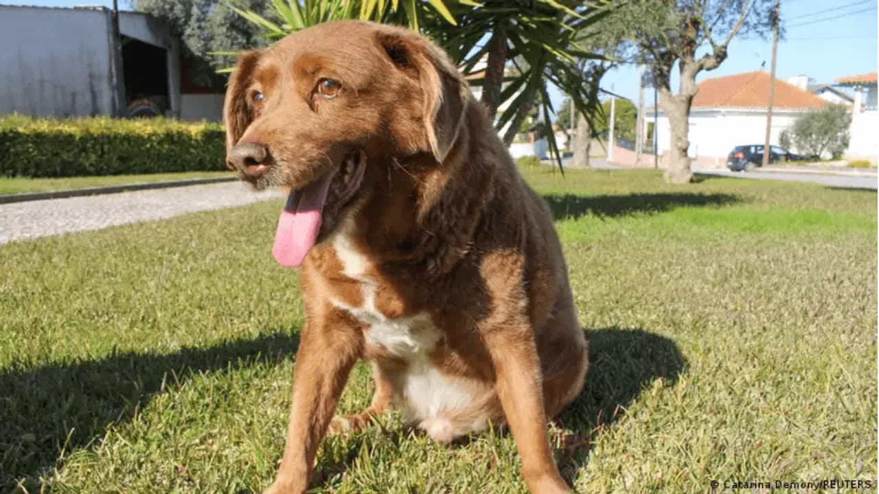 photologuephotos2023-10perro_0png photologuephotos2023-10perro_0png