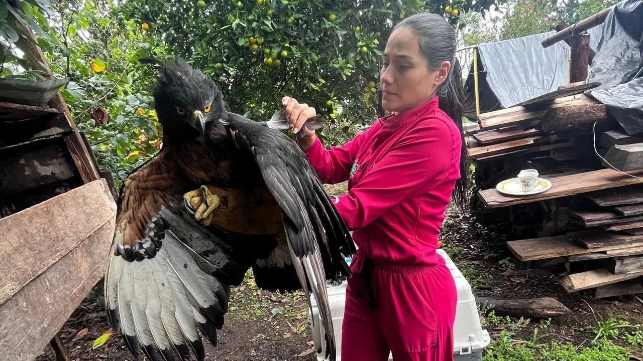 photologuephotos2023-11aguila_real_de_montana_herida_fue_rescata_por_la_cam_14jpg photologuephotos2023-11aguila_real_de_montana_herida_fue_rescata_por_la_cam_14jpg