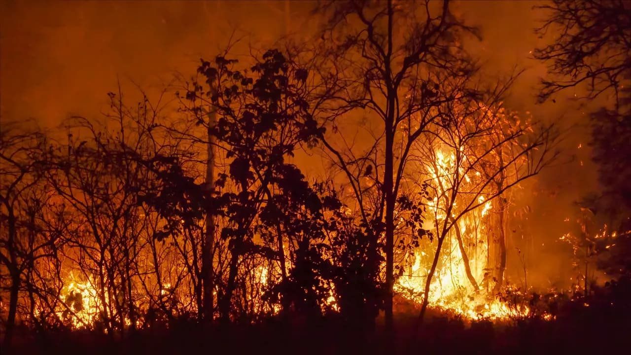 photologuephotos2023-11desastre-incendios-forestales-bosque-tropical-causado-humanos_1jpg photologuephotos2023-11desastre-incendios-forestales-bosque-tropical-causado-humanos_1jpg