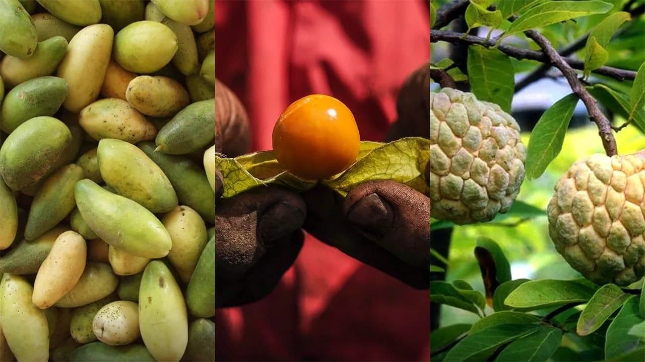 photologuephotos2023-11frutas_exoticasjpg photologuephotos2023-11frutas_exoticasjpg