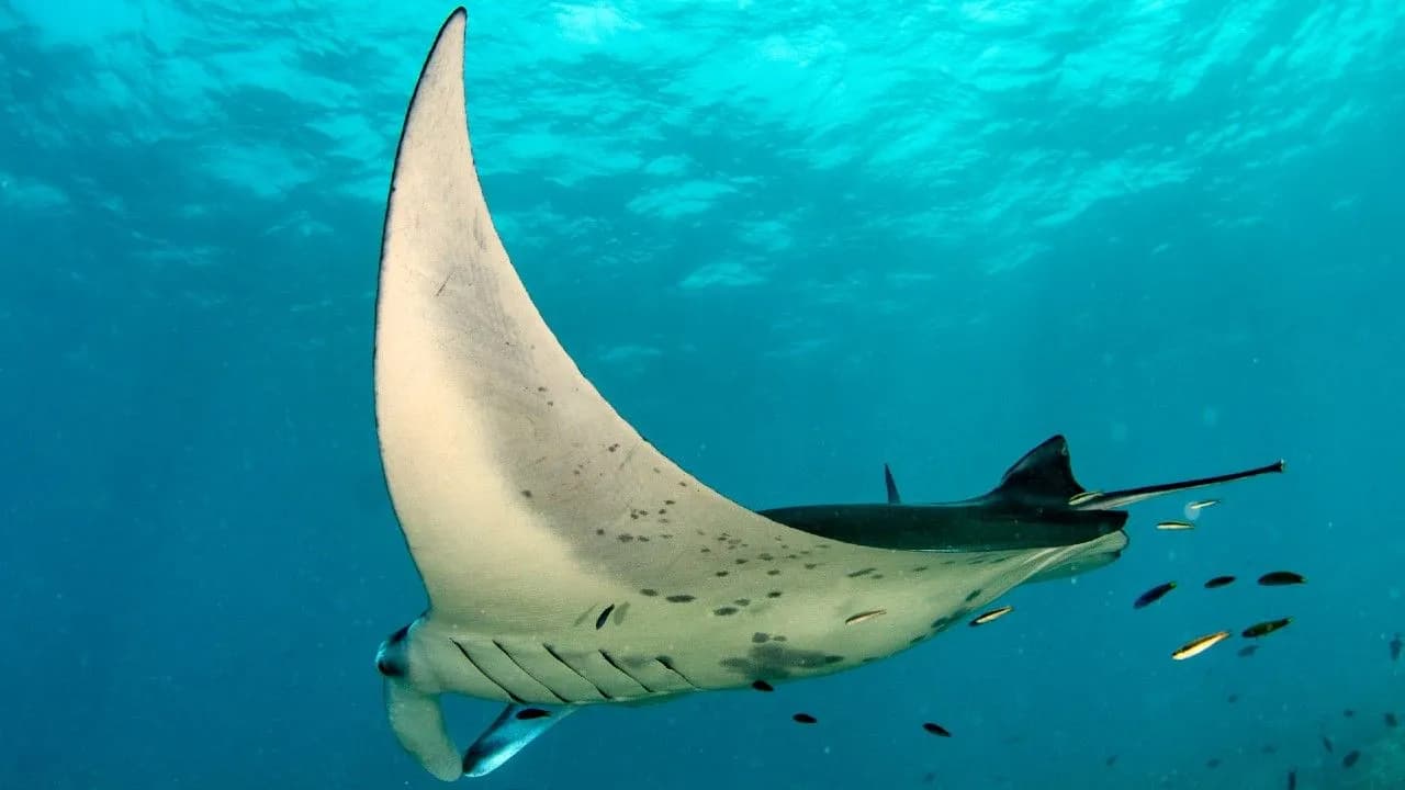 photologuephotos2024-02manta-blue-ocean-background-portraitjpg photologuephotos2024-02manta-blue-ocean-background-portraitjpg