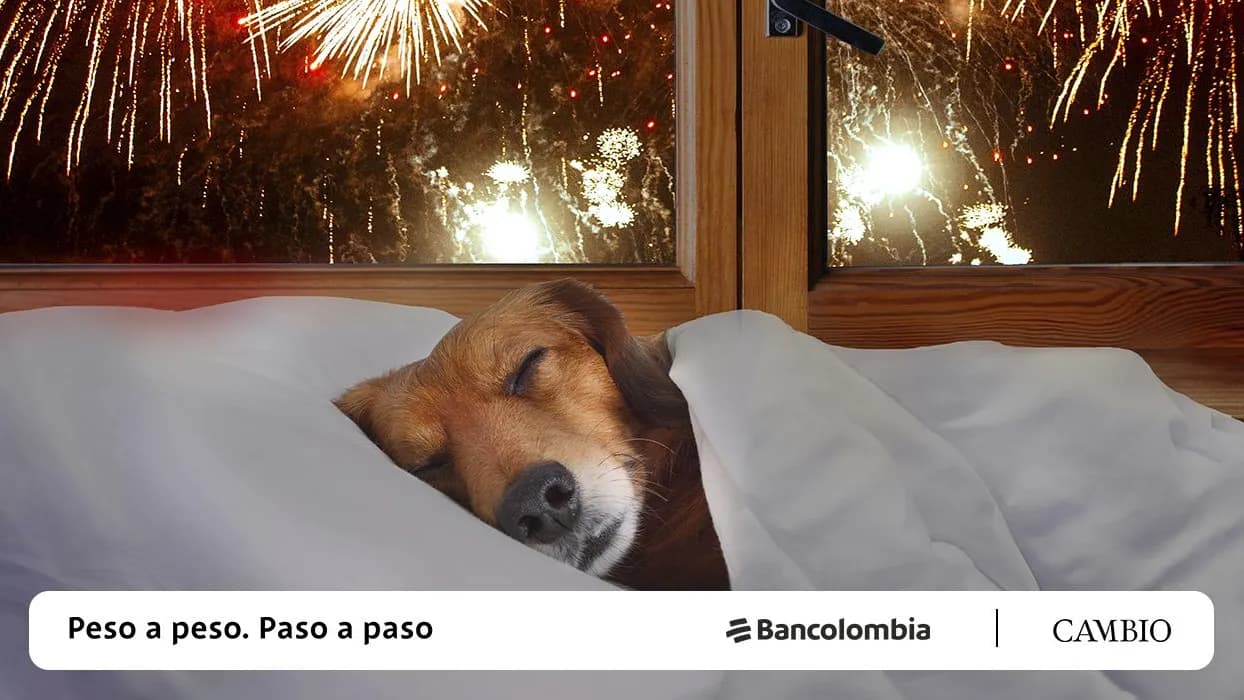 photologuephotos2023-12mascotas_principaljpg photologuephotos2023-12mascotas_principaljpg