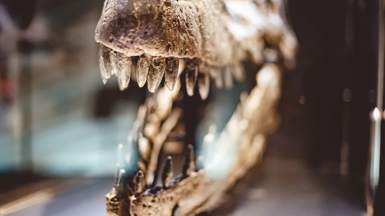 photologuephotos2024-01closeup-foto-craneo-dinosaurio-dientes-caja-vidrio_1jpg photologuephotos2024-01closeup-foto-craneo-dinosaurio-dientes-caja-vidrio_1jpg
