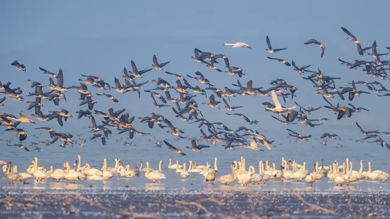 photologuephotos2023-12flock-of-migratory-birds-scene-2023-11-27-05-13-57-utcjpg photologuephotos2023-12flock-of-migratory-birds-scene-2023-11-27-05-13-57-utcjpg