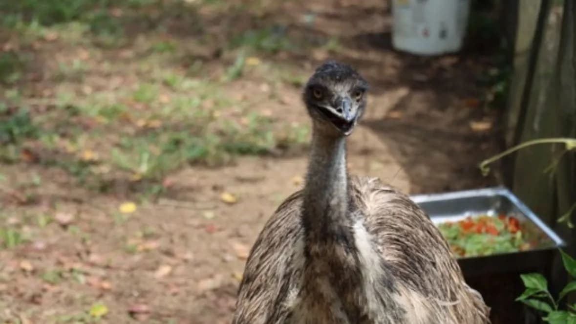 photologuephotos2024-04emu_okkkkkjpg photologuephotos2024-04emu_okkkkkjpg
