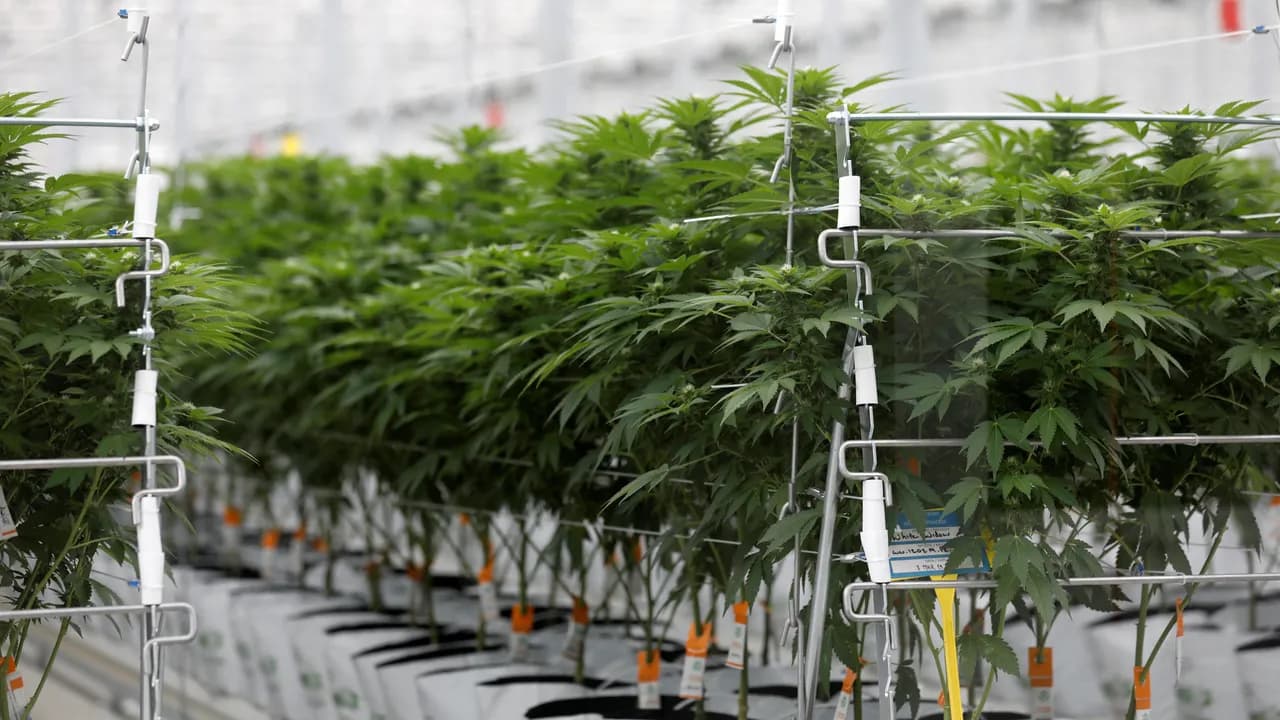 photologuephotos2022-02cultivo_cannabis_reuters_2jpg photologuephotos2022-02cultivo_cannabis_reuters_2jpg