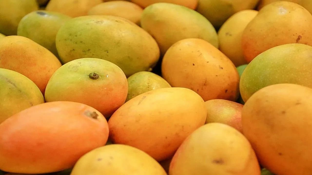 photologuephotos2024-05mango_de_azucarjpg photologuephotos2024-05mango_de_azucarjpg